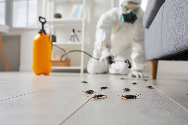 Post-Treatment Bed Bug Interceptor Monitoring in McLouth